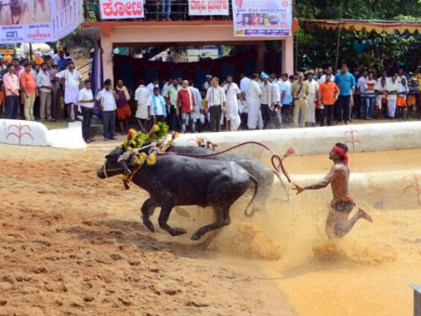 140 ಜತೆ ಕೋಣಗಳು ಭಾಗಿ
