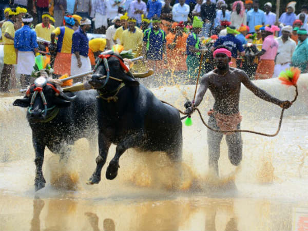 ಸಾವಿರಾರು ಅಭಿಮಾನಿಗಳು ಭಾಗಿ