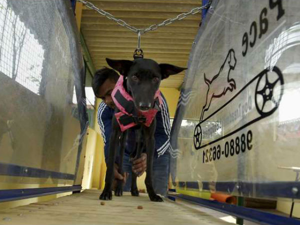 ನಾಯಿಗಳ ಚಿಕಿತ್ಸಾ ಕೇಂದ್ರ