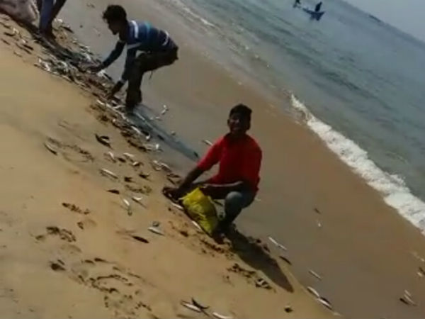 Thousands of fish was up on the shore in Ullala
