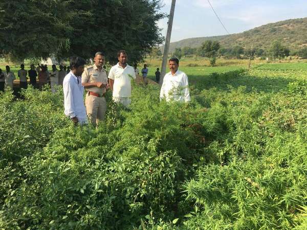 Police sizes 70 k.g's fresh Marijuvana in Kalaburagi