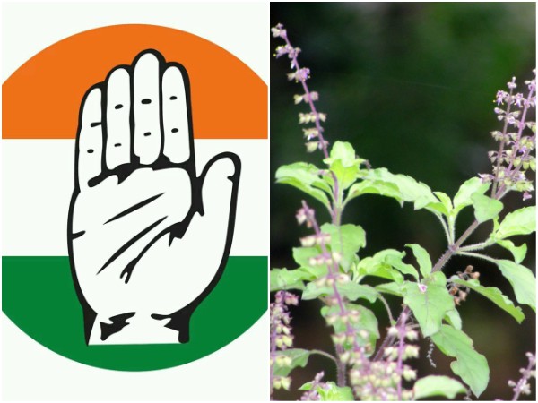Karnataka Congress to gift tulsi saplings to atrack women voters Karnataka Congress to gift tulsi saplings to atrack women voters