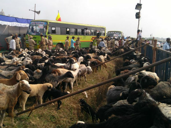 Sheeps in front of Suvarna soudha! Sheeps in front of Suvarna soudha!