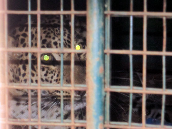A leopard which was searching it's cubs had trapped in Kalalankere village Mandya district