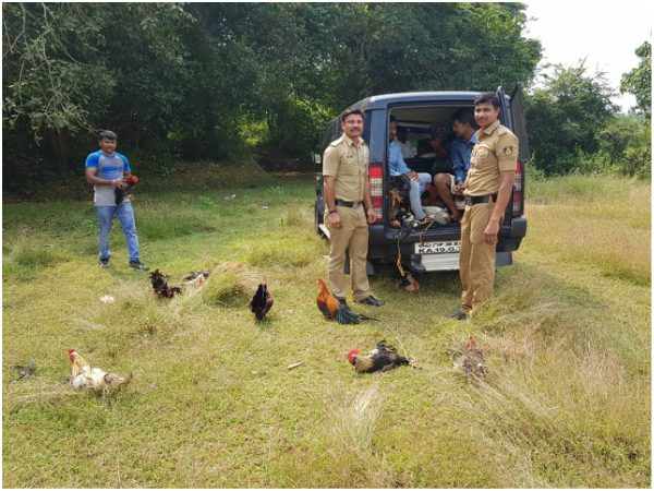 Bajpe Police Arrests 6 In Raid On Cockfight At Nerlapadavu
