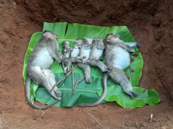 villagers did death rituals for monkeys