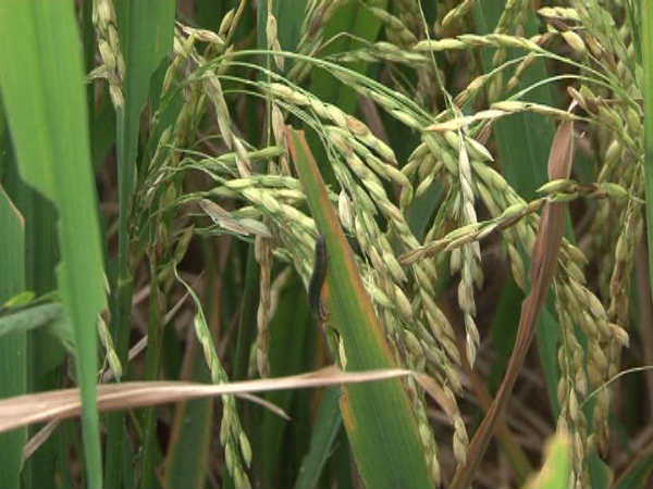 red headed worm problem to paddy crop, worms eating the crop, 