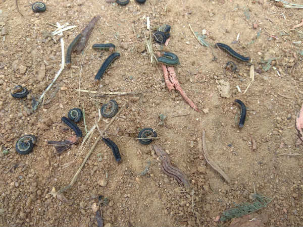 red headed worm problem to paddy crop, worms eating the crop, 