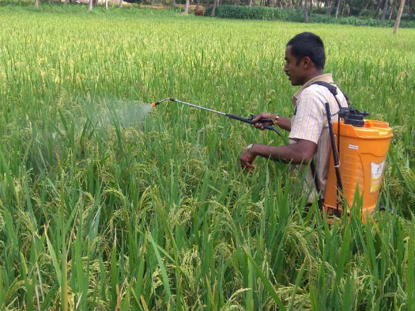 red headed worm problem to paddy crop, worms eating the crop, 