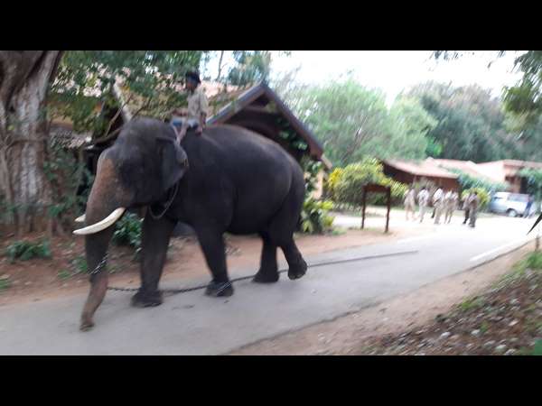  one more tiger found near Karapura forest area in Mysuru