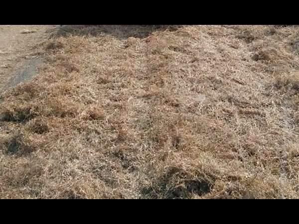 Roads have become harvest field in Gundlupete