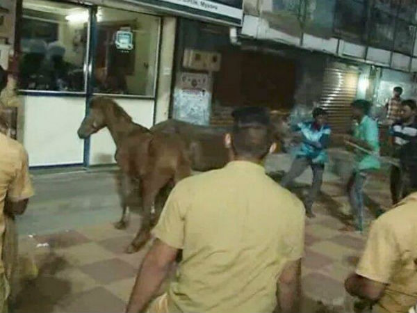 Two horse creates panic in Mysuru city roads 