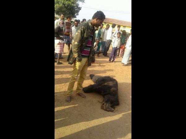 Bear attacked a man, in revange farmers killed it Bear attacked a man, in revange farmers killed it