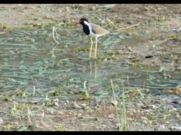 Interesting story about farmers friend Tittiri bird