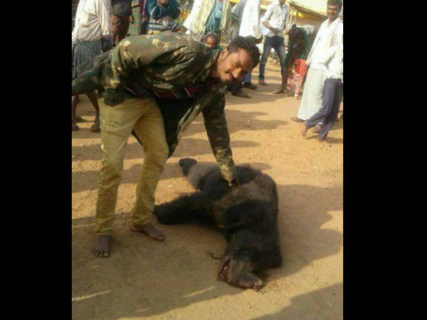 Bear attacked a man, in revange farmers killed it Bear attacked a man, in revange farmers killed it