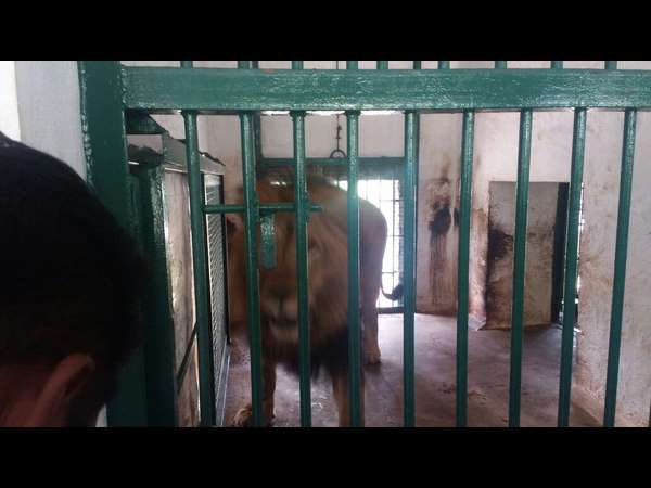 New guests arrive at Tyavarekoppa Lion and Tiger Safari
