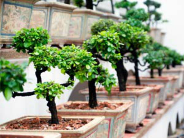 ಎಷ್ಟು ಗಿಡವೋ ಅಷ್ಟು ಗಾಳಿ