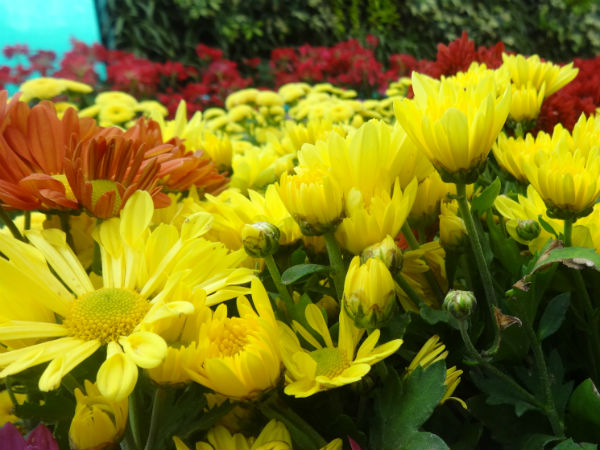 ಕೃಂಬಿಗಲ್ ಕಟ್ಟಡಕ್ಕೆ ಮರುಜೀವ: 