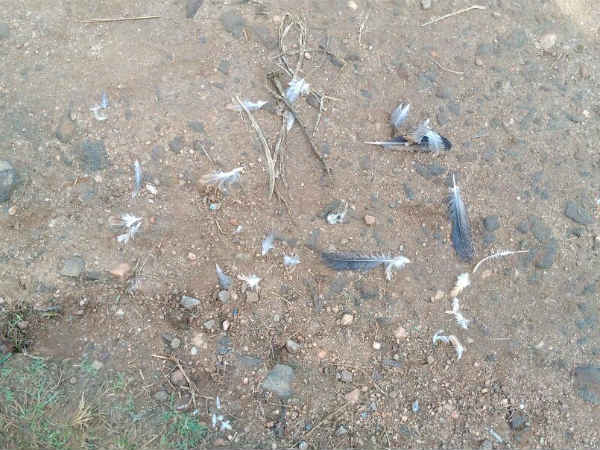 Mysuru forest area peoples worried about leopards