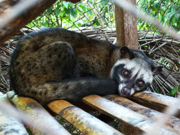 ಕಾಫಿ ಪುಡಿ ತಯಾರಿಸುವ ರೋಚಕ ಕಥೆ