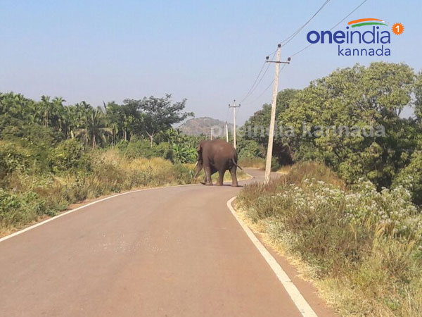 3 injured in elephant attack at Honnalli