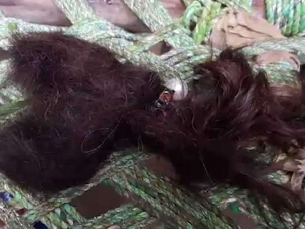 ಸಮಾಧಾನ ಇರುವಾಗ ಕ್ಷೌರ ಹಿತವಾಗಿರುತ್ತಿತ್ತು