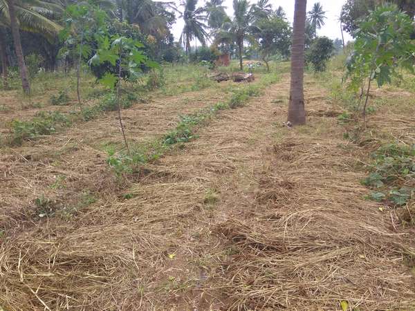 Ockhi cyclone : Rain hits ragi crop in Ramanagara 