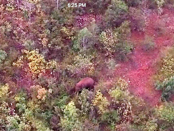 Drone camera to find out wild elephants: Davanagere SP tweets