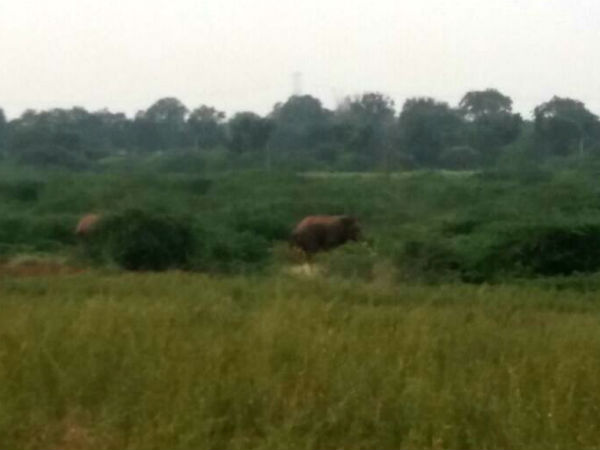 Wild elephants sighted near challakere Wild elephants sighted near challakere