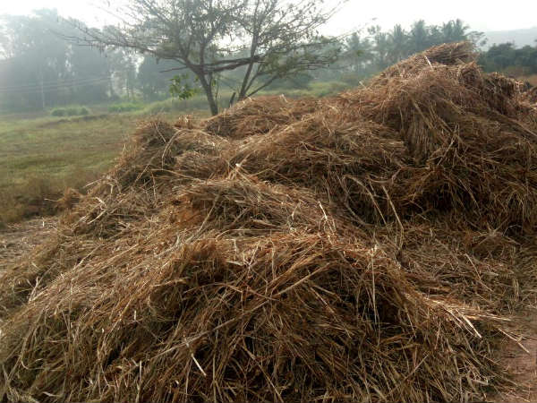 Wild elephants destroy crops at Ramanagara 