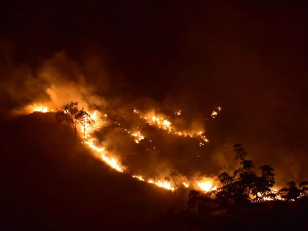 Forest dept Officials cool to forest fire in WG