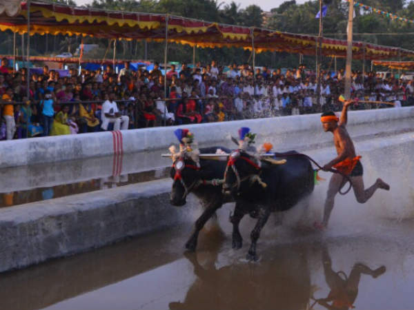 Colourful Rama Laxmana Jodukare Kambala at Mangalore . Colourful Rama Laxmana Jodukare Kambala at Mangalore .