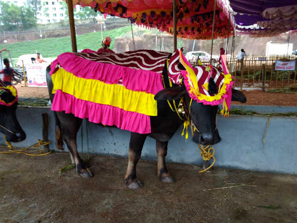 kambala fashion show held at alvas Nudisiri 