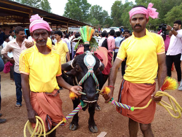 kambala fashion show held at alvas Nudisiri 