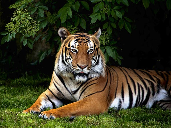 ಹುಲಿ ಹಾಗೂ ಜಿಂಕೆ