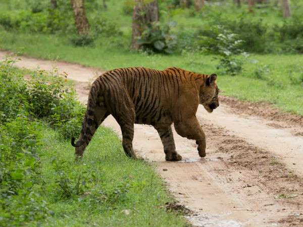 ಎಂಸ್ಟ್ರೈಪ್ ಸಾಫ್ಟ್ ವೇರ್ ನಿಂದ ಹುಲಿ ಗಣತಿ