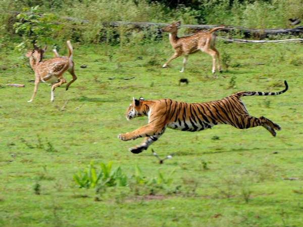 ಸಫಾರಿ ಸಮಯ ಬದಲಾವಣೆ