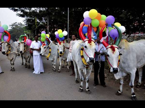 ಸಾವಿರ ವರ್ಷದ ಹಿಂದೆ ಡಿ.31ಕ್ಕೆ ಮಕರ ಸಂಕ್ರಾಂತಿ!
