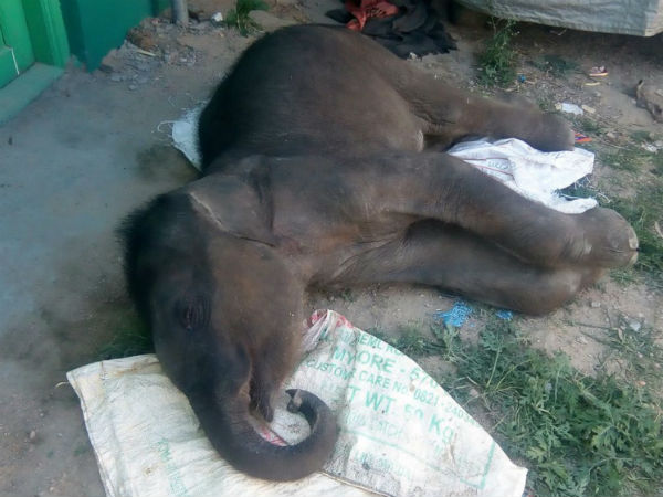 The elephant calf died after being separated from his mother at Gundlupet