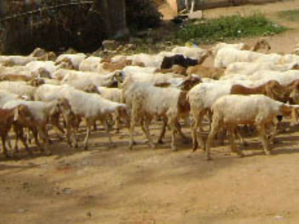 ಹೋಗೋ ಕಾಲಕ್ಕೆ ನೆಪ ಬೇಕಲ್ಲ?
