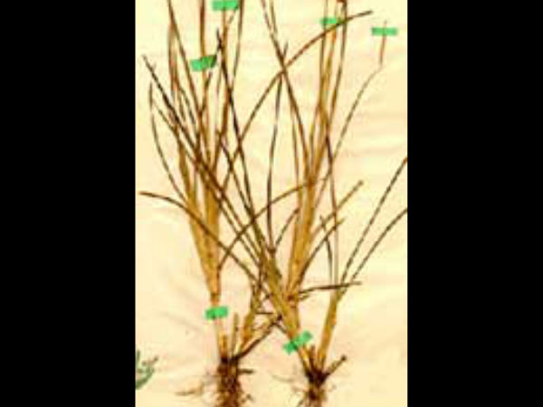 ದರ್ಭೆಯನ್ನು ಹಾಕಿಡಬೇಕು