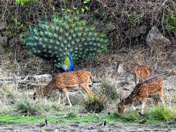 ಪ್ರಚಾರ ರಾಯಭಾರಿ ಪ್ರಚಾರ ರಾಯಭಾರಿ