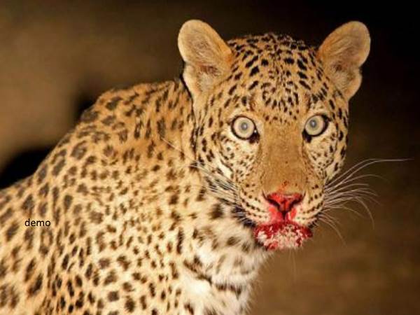 ಪ್ರಶ್ನೆ: ತುಮಕೂರು, ಹಾಸನ, ಬೆಂಗಳೂರು ಗ್ರಾಮಾಂತರ, ಚಾಮರಾಜನಗರ, ಮೈಸೂರು ಹೀಗೆ ನಿರ್ದಿಷ್ಟ ಜಿಲ್ಲೆಗಳಲ್ಲೇ ಮಾನವ- ಪ್ರಾಣಿ ಸಂಘರ್ಷ ಹೆಚ್ಚಿನ ಪ್ರಮಾಣದಲ್ಲಿ ಆಗಲು ಕಾರಣವೇನು?