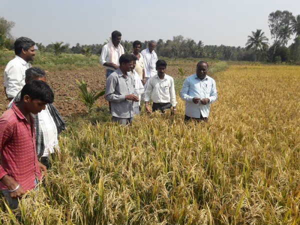 ಏನಿದು ಚೆಲ್ಲಿಕೆ ವಿಧಾನ?