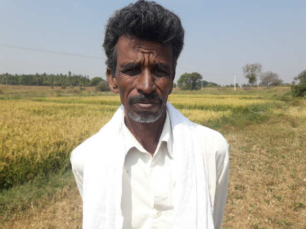 ಕೊಟ್ಟಿಗೆ ಗೊಬ್ಬರದಲ್ಲಿ ಉಳುಮೆ