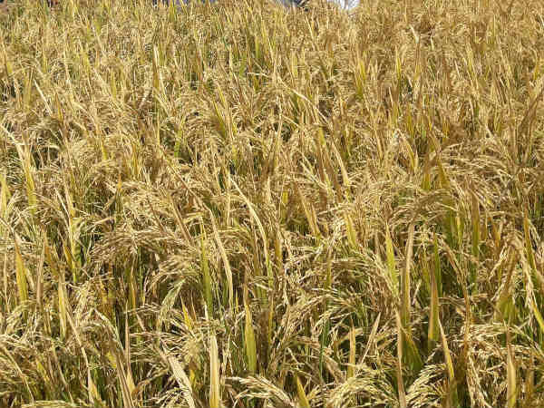 ದುಬಾರಿಯೂ ಅಲ್ಲ!