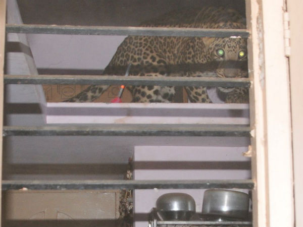 ಪ್ರಶ್ನೆ: ರಕ್ಷಣೆ ಮಾಡಿದ ಪ್ರಾಣಿಗಳನ್ನು ಅವುಗಳ ಆವಾಸ ಸ್ಥಾನದಲ್ಲೇ (ಹ್ಯಾಬಿಟೇಟ್) ಮತ್ತೆ ಬಿಡಬೇಕಂತೆ ಹೌದೆ?