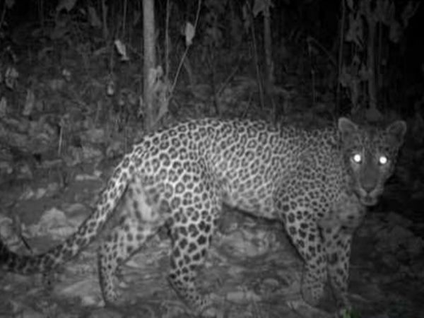 ಪ್ರಶ್ನೆ: ಚಿರತೆ, ಕರಡಿ, ಆನೆ ಬಂತು, ದಾಳಿ ಮಾಡಿತು ಎಂದು ತೊಂದರೆಗೆ ಈಡಾಗುವ ಜನರಿಗೆ ಸರಕಾರ ಯಾವ ರೀತಿ ಅನುಕೂಲ ಮಾಡಬಹುದು?