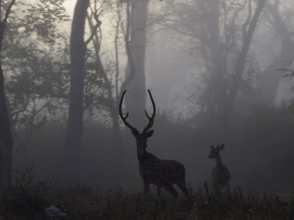 In search of the majestic Tiger in Bandipur forest