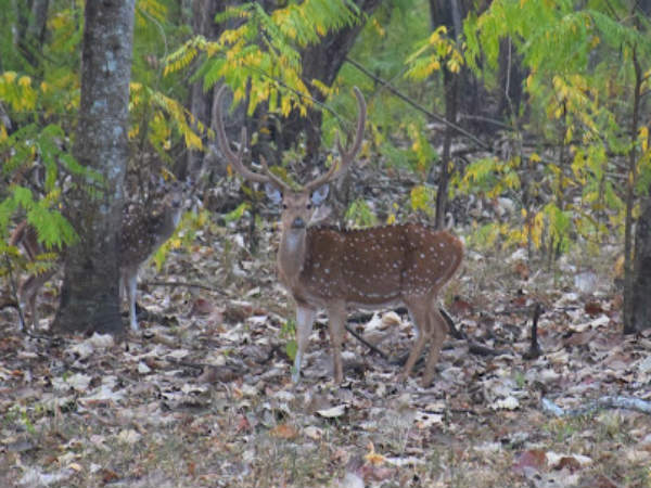 In search of the majestic Tiger in Bandipur forest